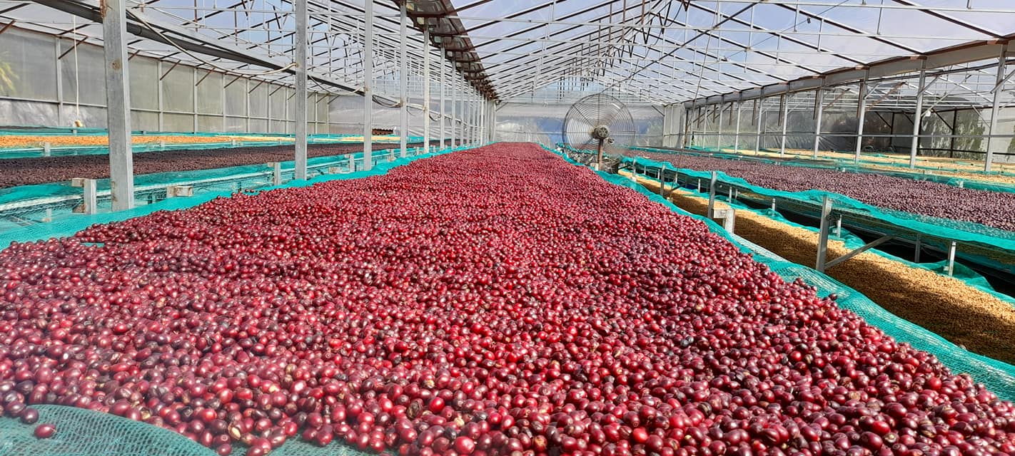 Nghệ thuật cupping cà phê mộc